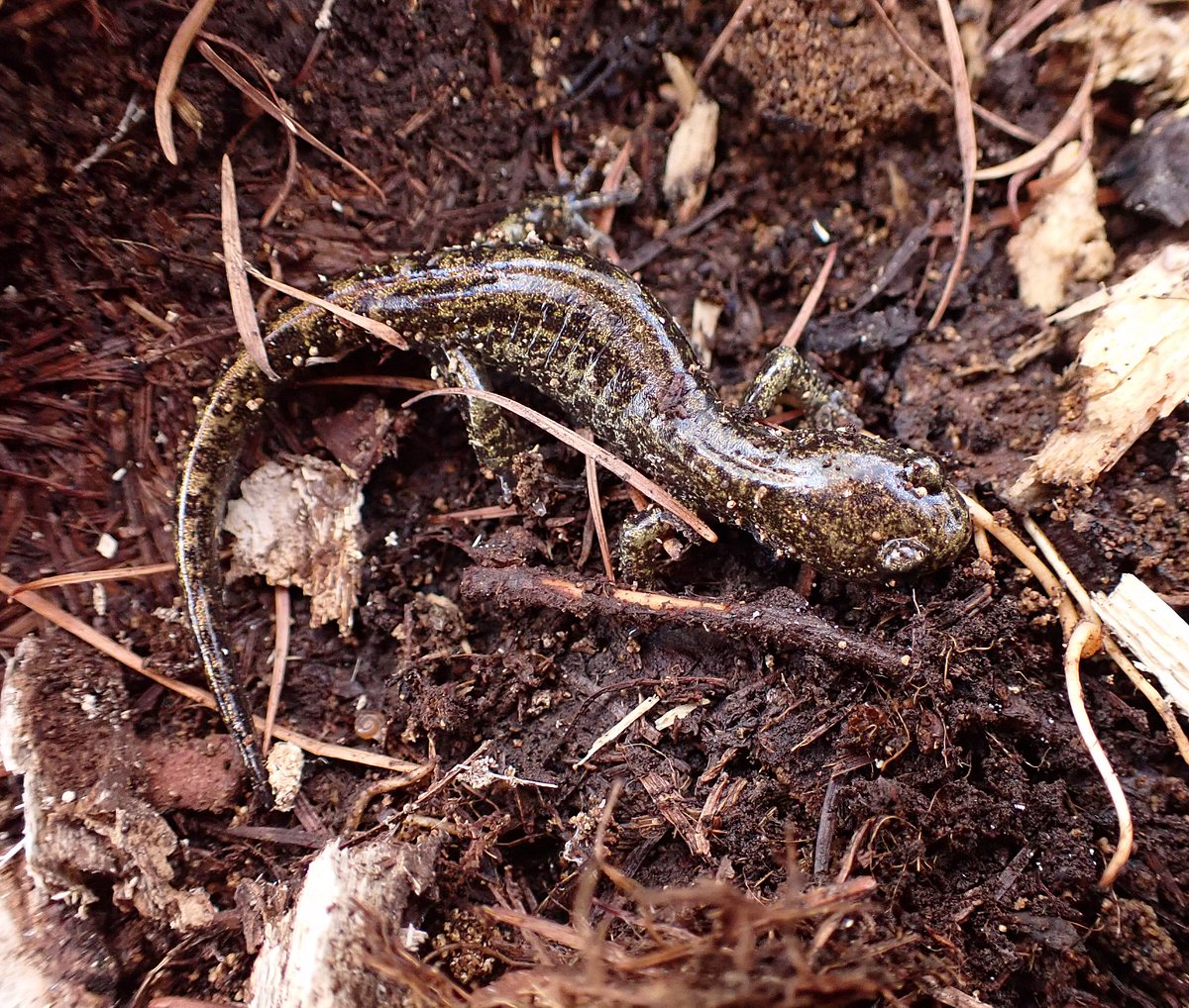 gecko / the eccentric explorer 𓆣 (@gecko28651371) / Posts / X
