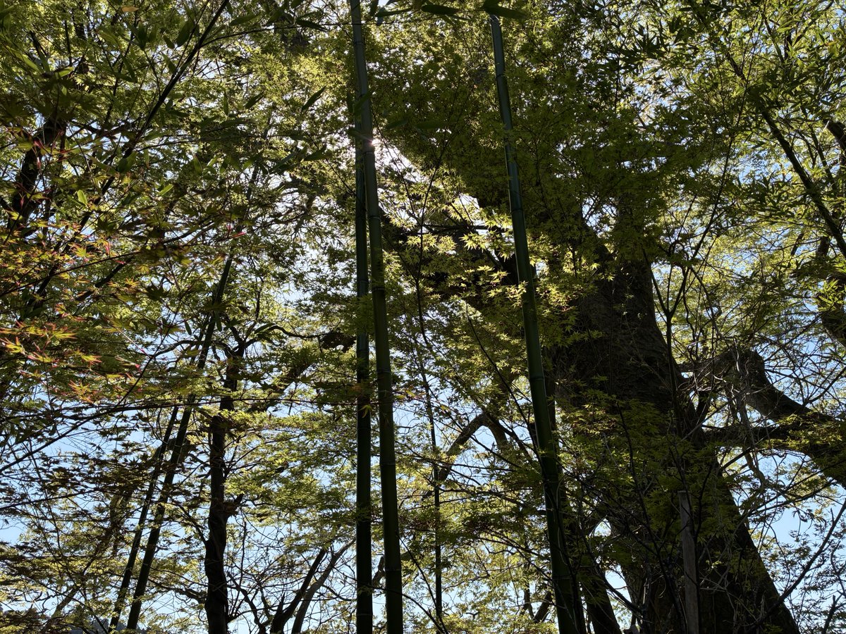 『CAFE モーツァルト』仙台駅から離れた静かな佇まいのカフェ。地下の階段の雰囲気、テラス席は木々と鳥のさえずりが聞こえて癒されました。大きな蜂が来て、慌てて店内のピアノ前に移動。お昼はカレーランチ。野菜もたくさん、パクチーもトッピングされていて美味しかった。