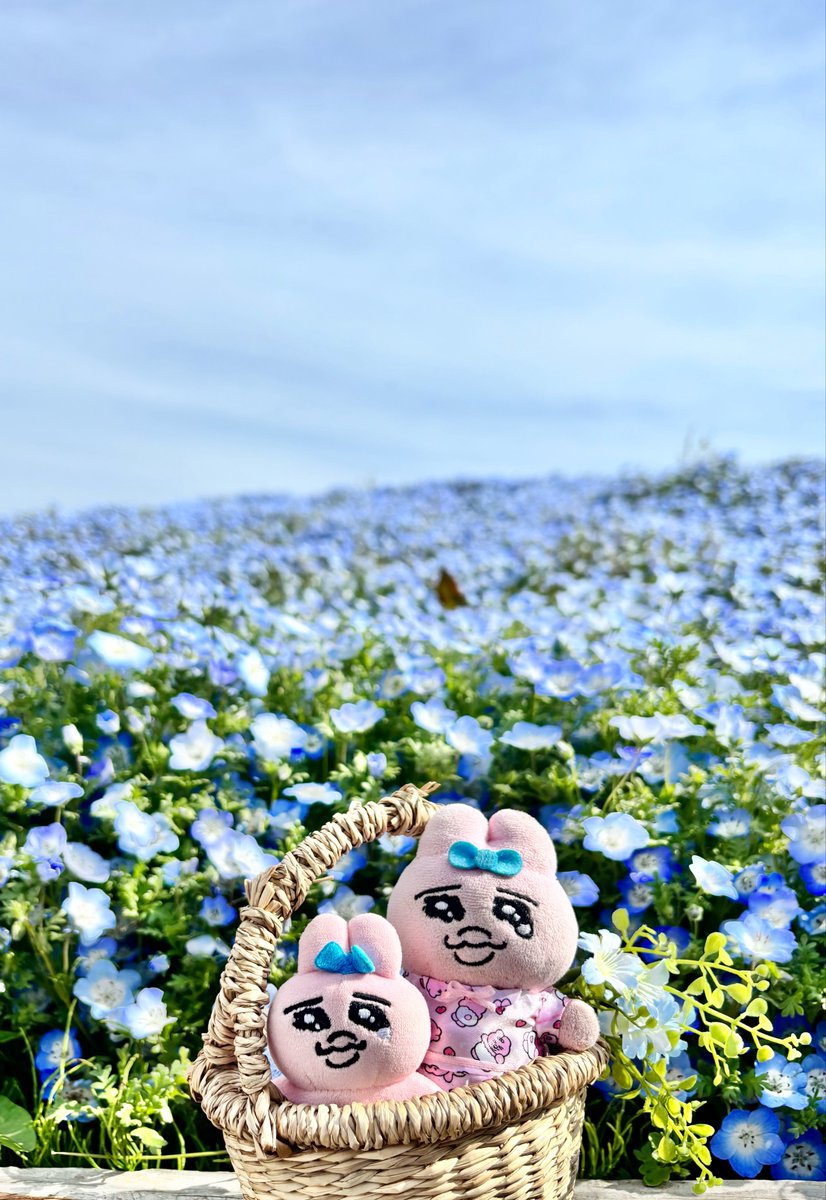 おぱ活ます🐰 tweet media