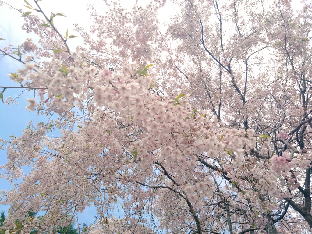 舞　舞 tweet media