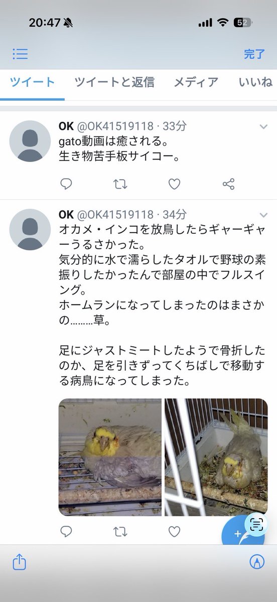 インコ虐待犯をなくす会 tweet media