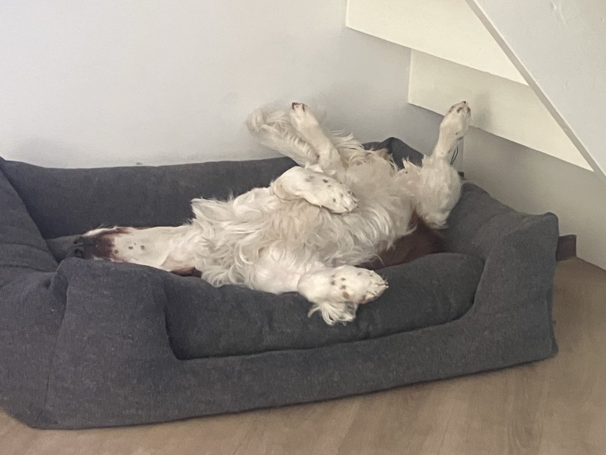 Gerard hellendoorn tweet media