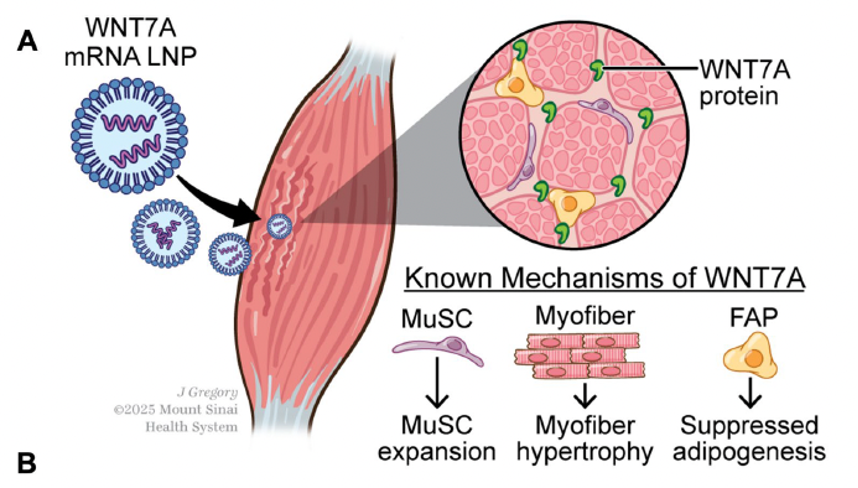 CMBEjournal's tweet photo. Santiago et al. study the effectiveness of lipid nanoparticle-mediated mRNA delivery of WNT7A in reducing muscle degeneration.

Check it out here!
https://t.co/aF9mxszoZk https://t.co/ot5YFOqeKz