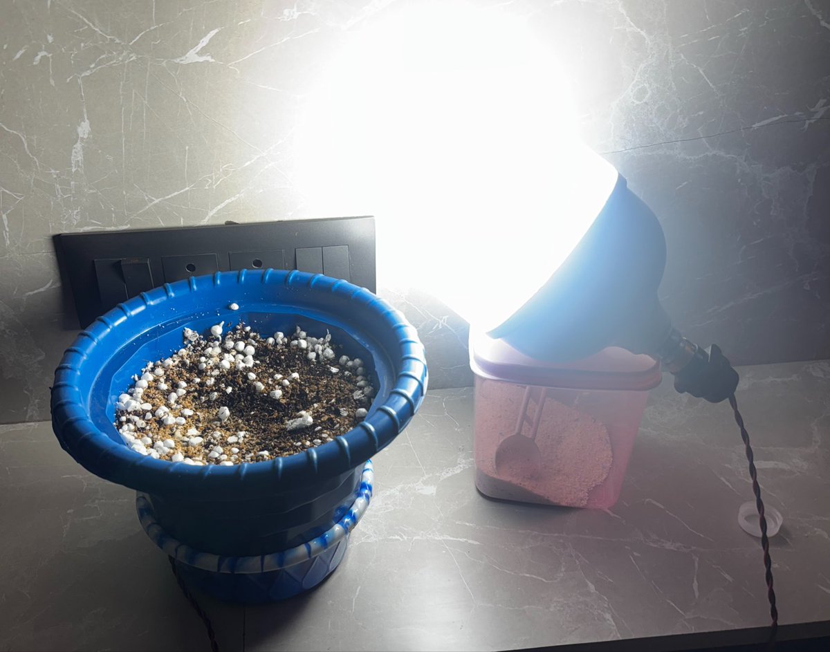 OtakuSom's tweet image. My Setup for the soil I used 50% Cocopeat 30% Vermicompost and 20% Perlite - Obviously all organic the whole setup costed me around 650 rs . Follow along to see the full harvest I’ll keep updating in every 2-3 days . Wish me luck  fam ☮️ 

#northernlight #sativa #homegrown