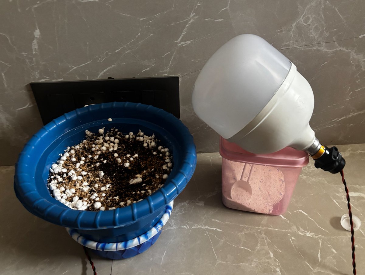 OtakuSom's tweet image. My Setup for the soil I used 50% Cocopeat 30% Vermicompost and 20% Perlite - Obviously all organic the whole setup costed me around 650 rs . Follow along to see the full harvest I’ll keep updating in every 2-3 days . Wish me luck  fam ☮️ 

#northernlight #sativa #homegrown