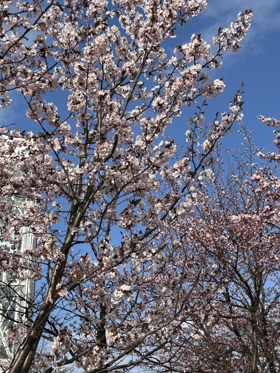 NaoyukiMishima's tweet photo. 今日の岩見沢の桜です🌸 https://t.co/Nn3dDqvg0b