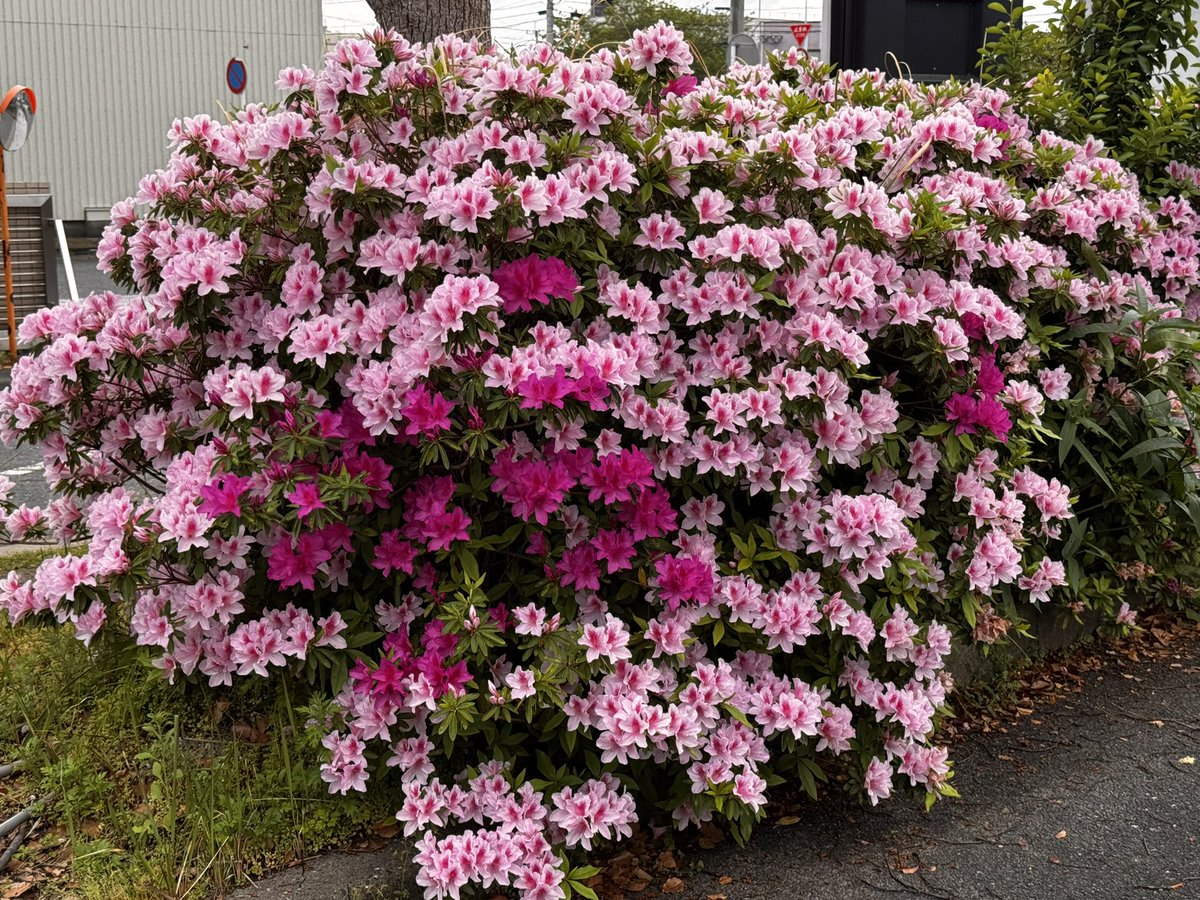 Ж Tomoki Ж(村上智幸) tweet media