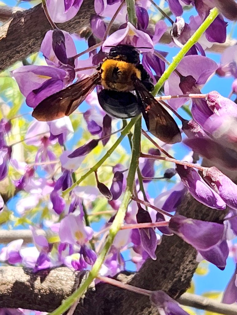 kedamadesign's tweet photo. 息子と藤の花の下で蜂がブンブンしてて可愛いねーとのんびり🐝࿆ https://t.co/pucNJYD4Q5