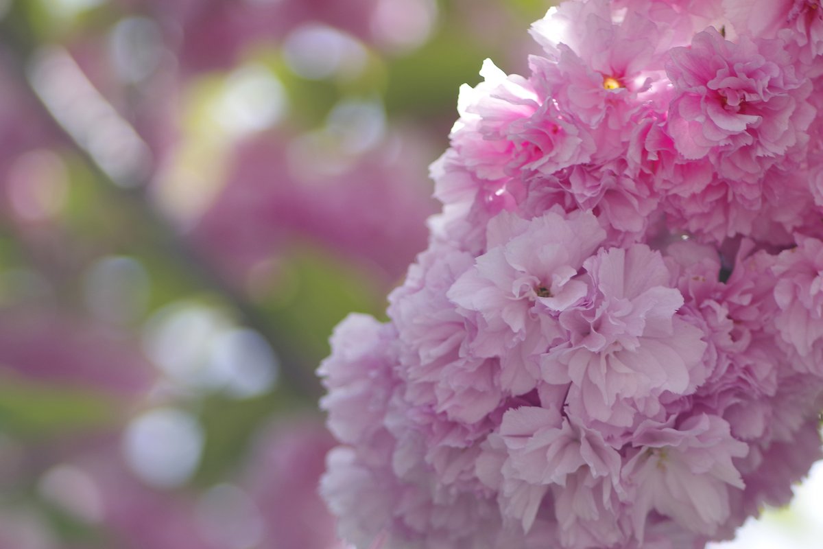 toshiyuki555's tweet image. あぁ、桜餅食べたい...
Ah, I’m craving sakura mochi...
#Flickr &amp;gt; flic.kr/p/2s8drtz

#PENTAX K-1 Mark II
#SOLIGOR TELEPHOTO 1:3.5 f=135mm

#PHOTO #DP260419
#花 #花の写真 #サクラ