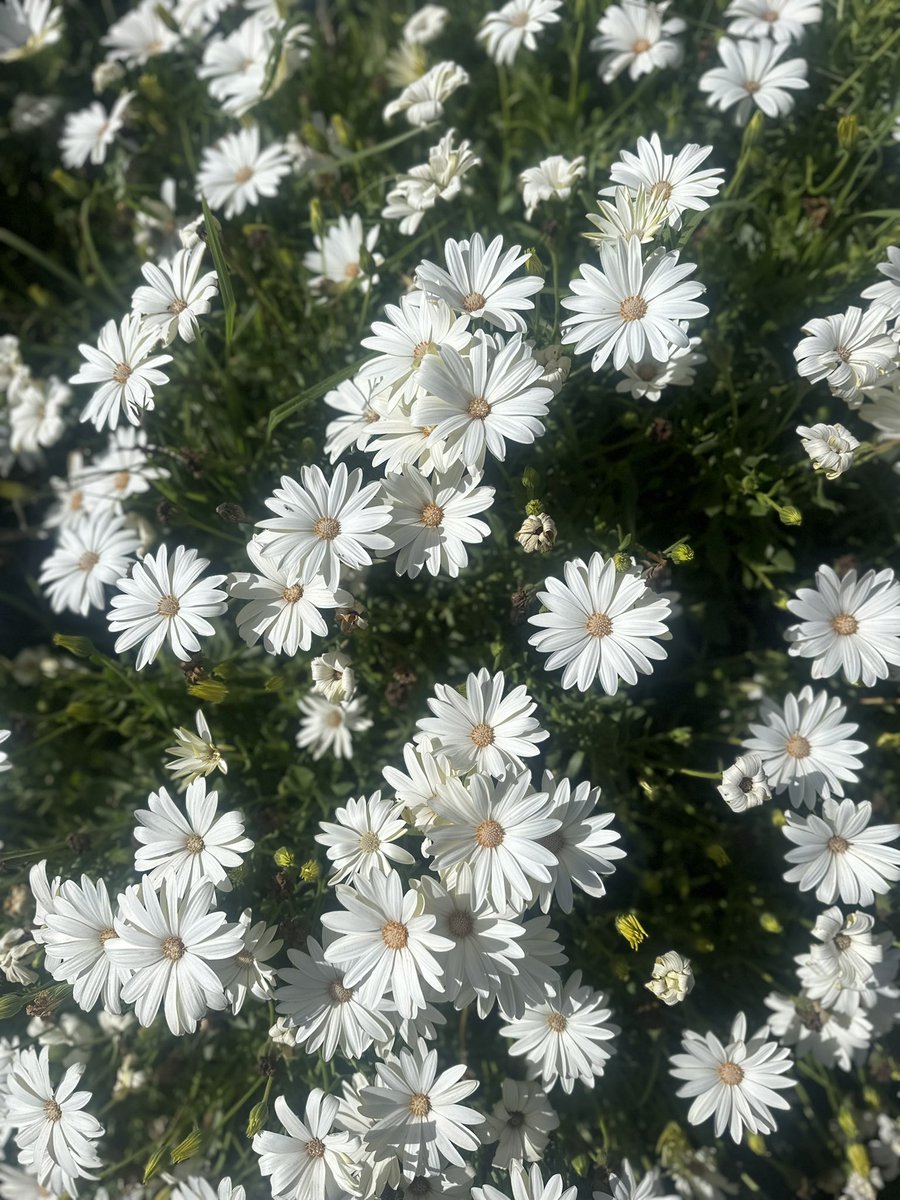 Rifat Resatoglu tweet media