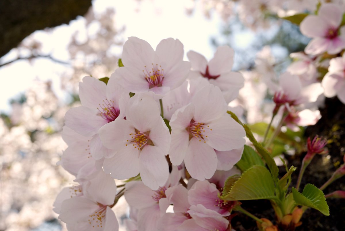 けつつ tweet media