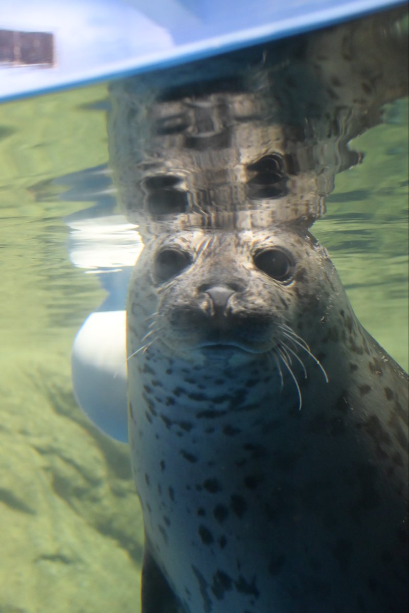 ﾁｬｰﾁｰ牛乳 tweet media