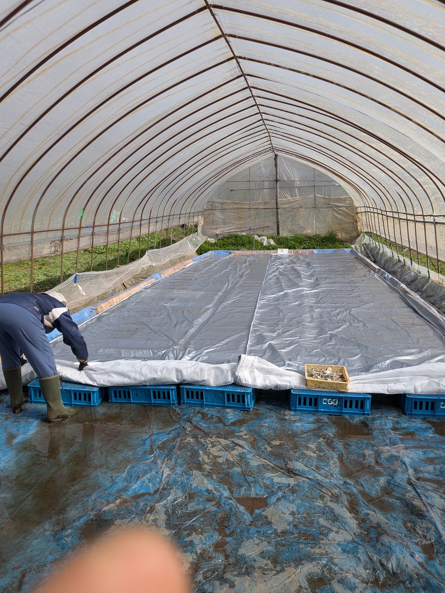 稲伏せ込み終了150枚。
約20日育苗して田植えです。