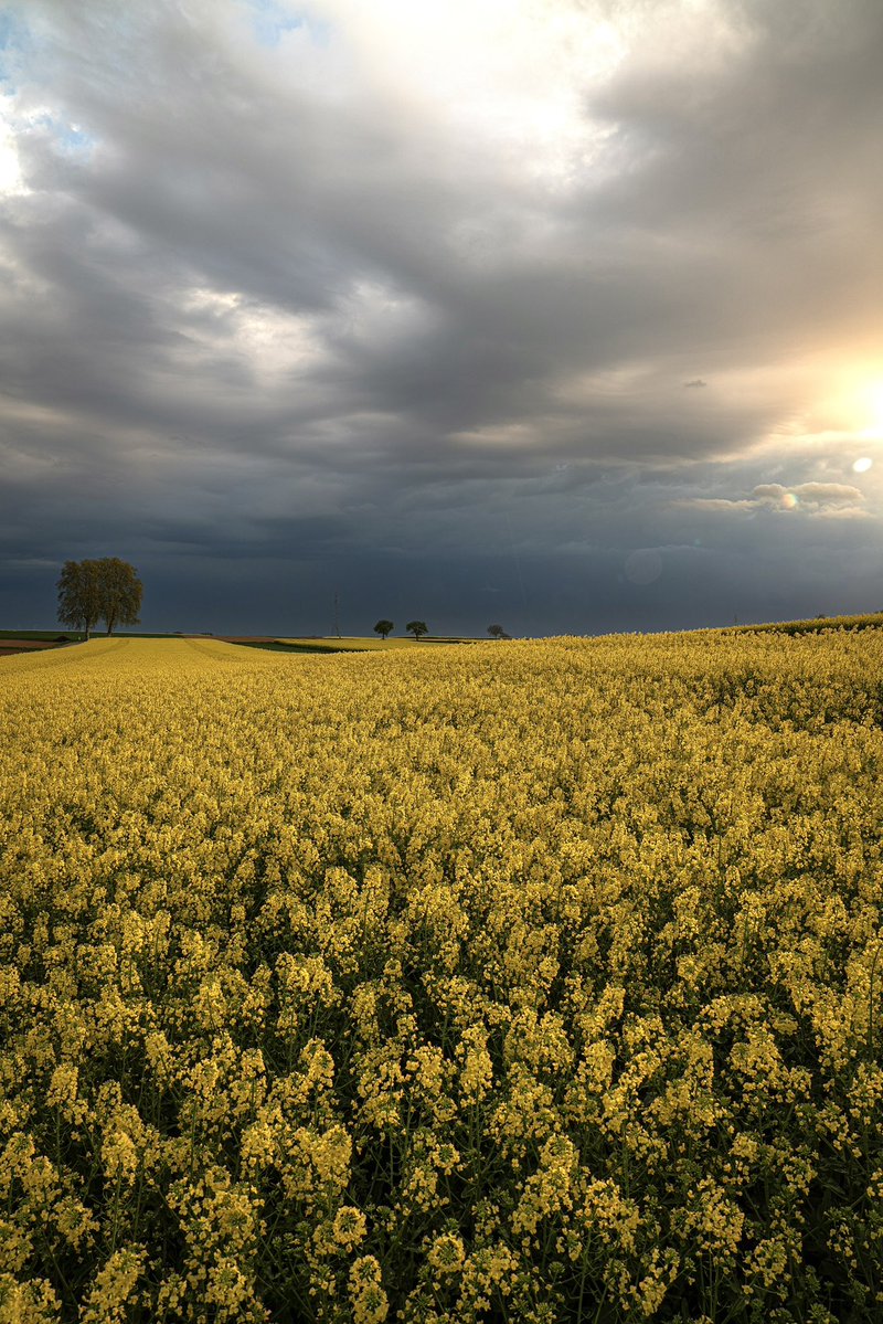 Quel beau contraste, ce matin vers Schleithal en Alsace.