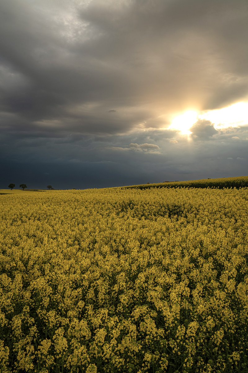 CedricSchell's tweet photo. Quel beau contraste, ce matin vers Schleithal en Alsace. https://t.co/AHUyJqSunz