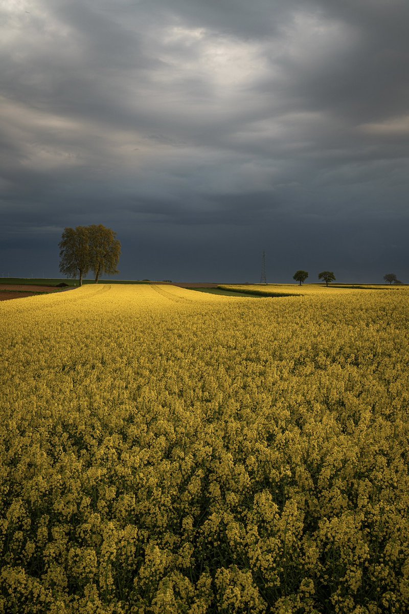 CedricSchell's tweet photo. Quel beau contraste, ce matin vers Schleithal en Alsace. https://t.co/AHUyJqSunz