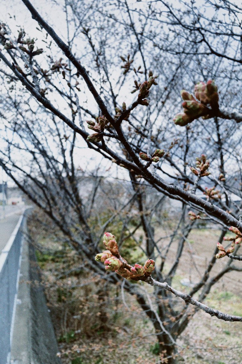 kana00w00's tweet image. #snap