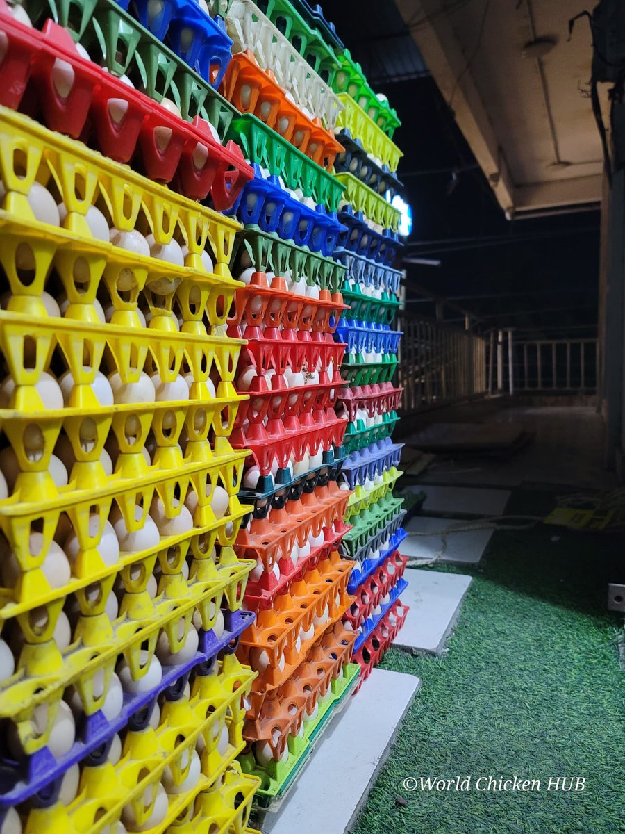 WorldChicken HUB tweet media