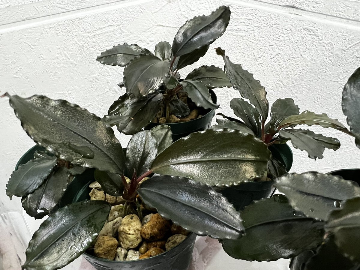 Blutan55 tweet media