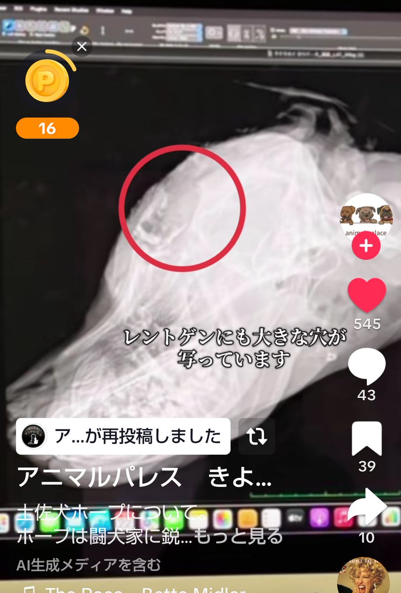 L4m6XfXOjVdgZcD's tweet image. Dog fighting still takes place in Japan, and the government won't ban it. Dog fighting is really cruel😭🐕🩸🆘

#Japan #dog #animalabuse #animlcruelty
#dogfighting