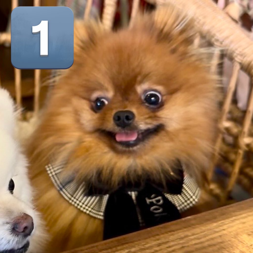 たぬことぽきち tweet media