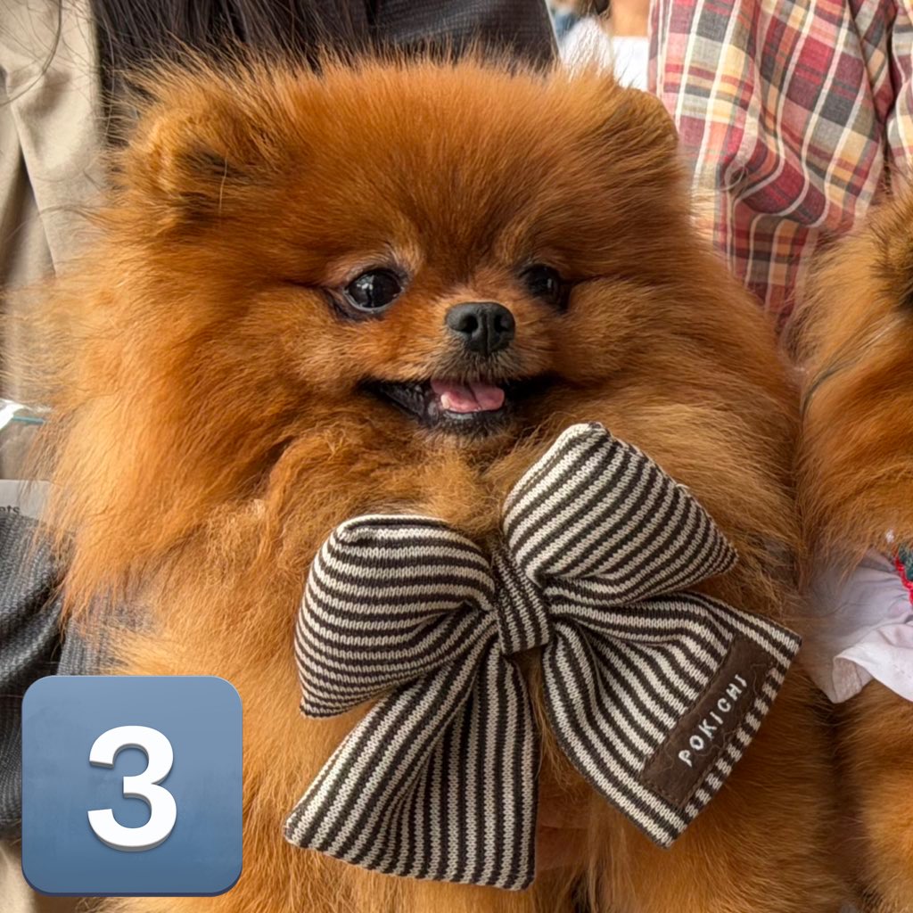 たぬことぽきち tweet media