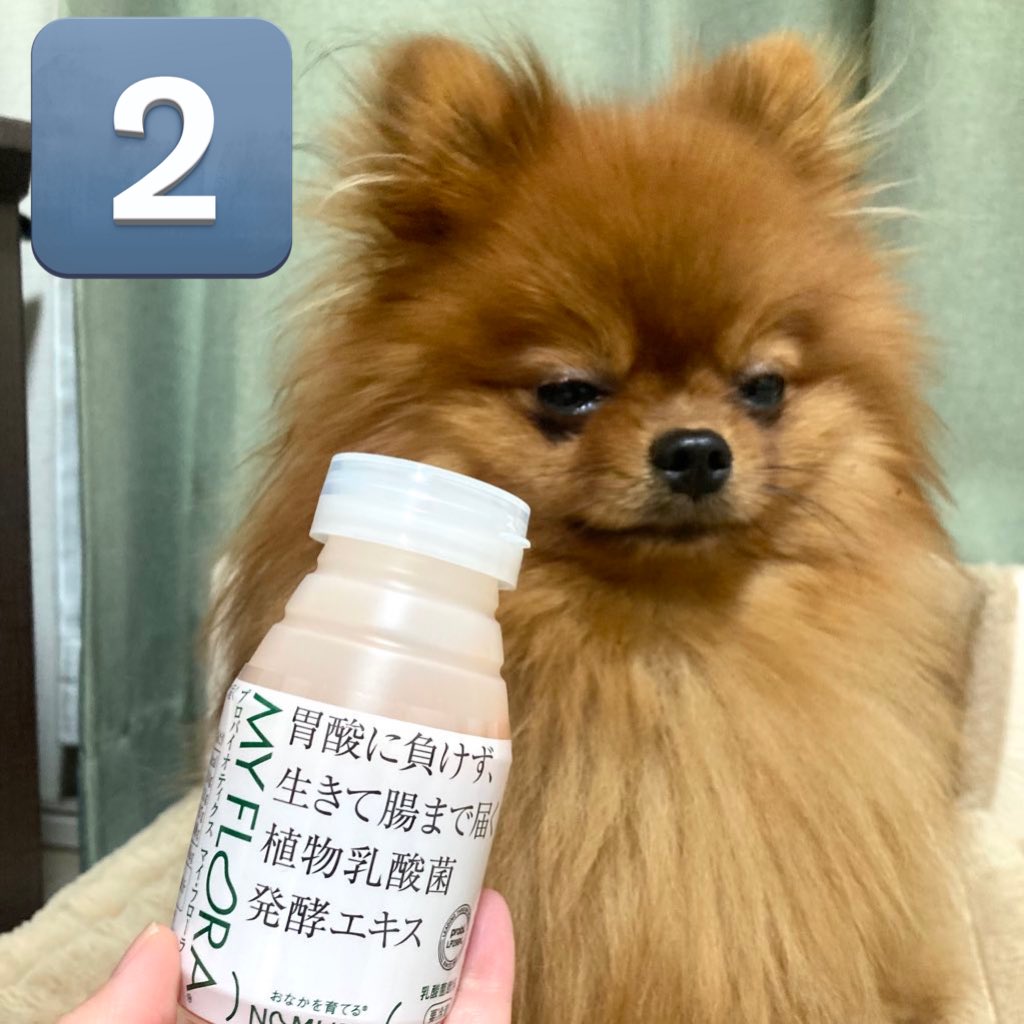 たぬことぽきち tweet media