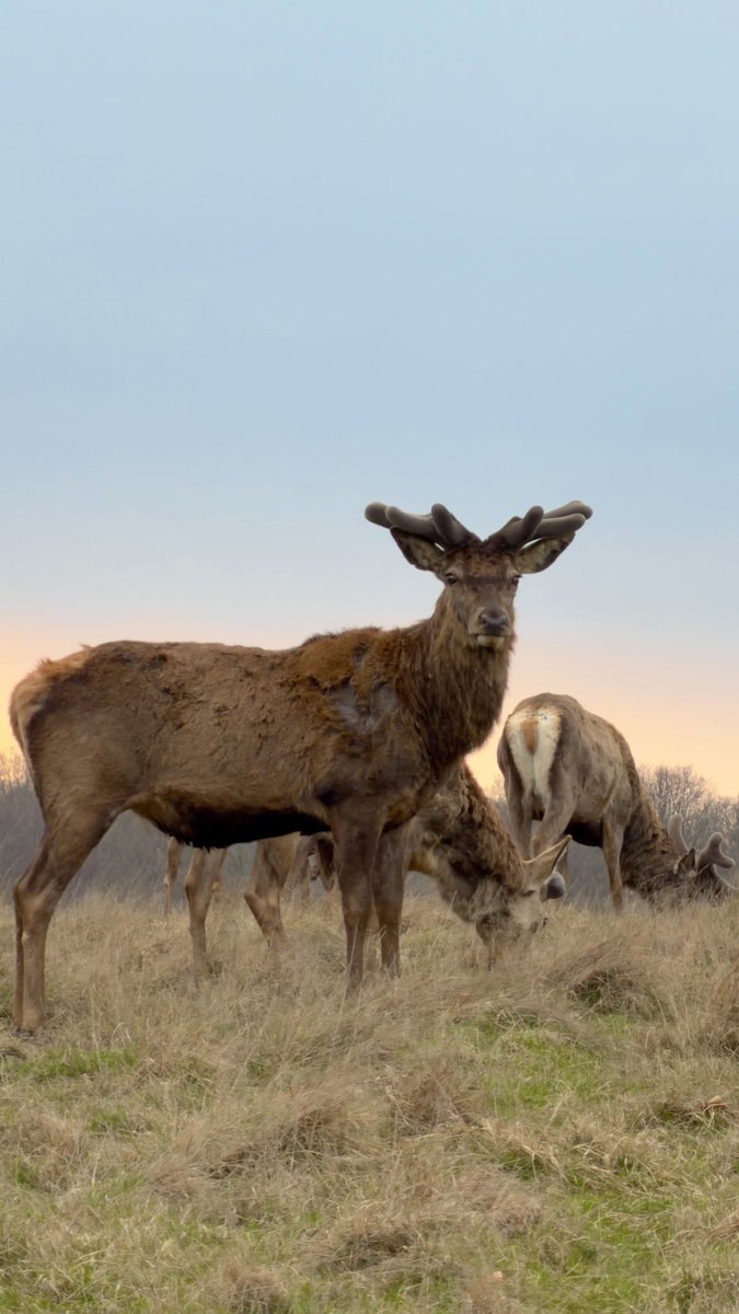 HashanNazmul's tweet image. Quiet moments in Dyrehaven, where the deer own the horizon and the evening light does the rest. 🦌
#Dyrehaven #Deer #NaturePhotography