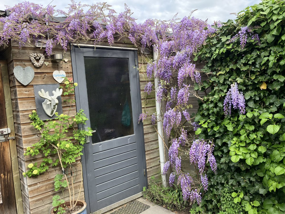 Ellen van Dorssen 🕊️ tweet media