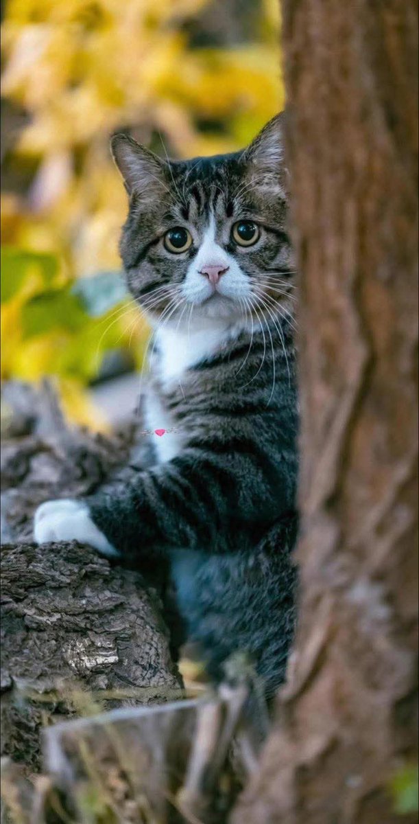 "Rien n'est plus doux, rien ne donne à la peau une sensation plus délicate, plus raffinée, plus rare que la robe tiède et vibrante d'un chat."
   ~ Guy de Maupassant 🖊️