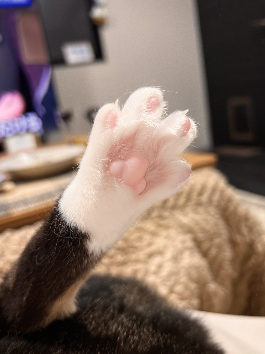 🐈🐈 tweet media