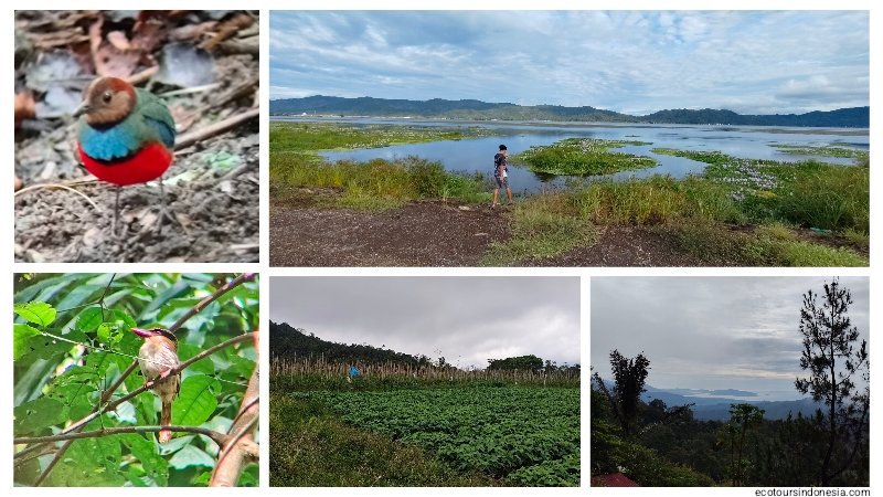 charlesroring's tweet photo. Minahasa Highland Tour (hiking, sightseeing, birdwatching and wildlife watching)   https://t.co/JHF57jdyH9 https://t.co/18RVcS9yei