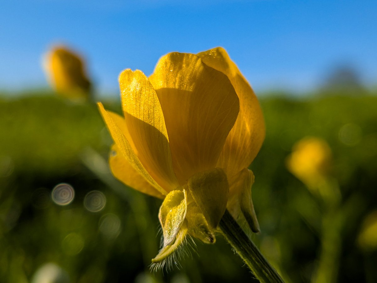 glynn_adams's tweet image. Close to an air frost this morning here in #somerset with a min of 0.7c at Yeovilton. 
Another beautiful sunny morning ☀️