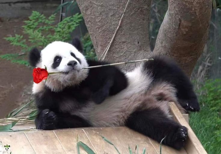 AS7 | SILVER ᴹᵀ💙✨ tweet media