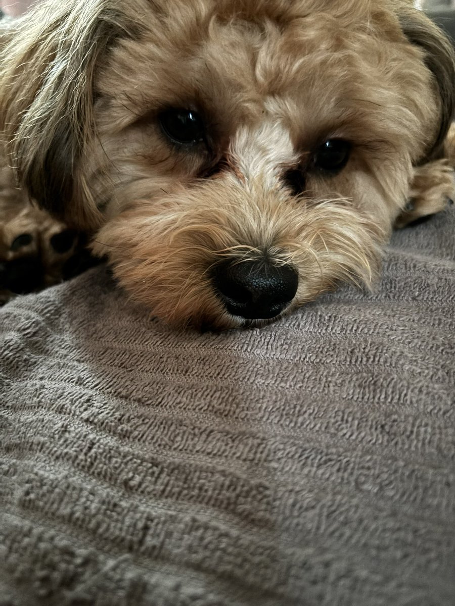 少し離れたところで寝ます💤眠くて目がちゃんと開かない🐶笑　かわちぃ🐶