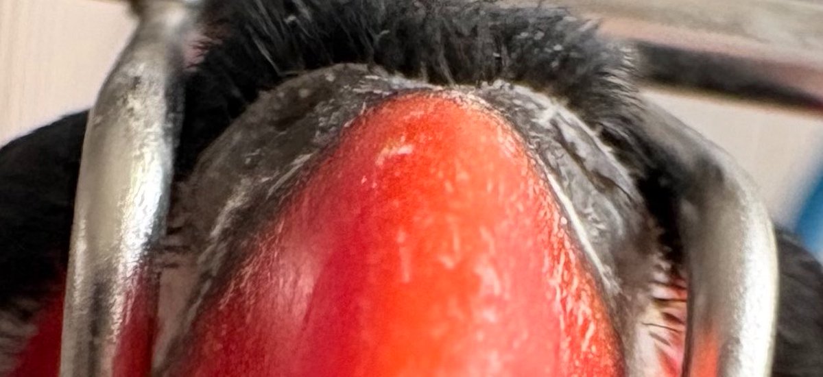 🦇カタヤマ tweet media