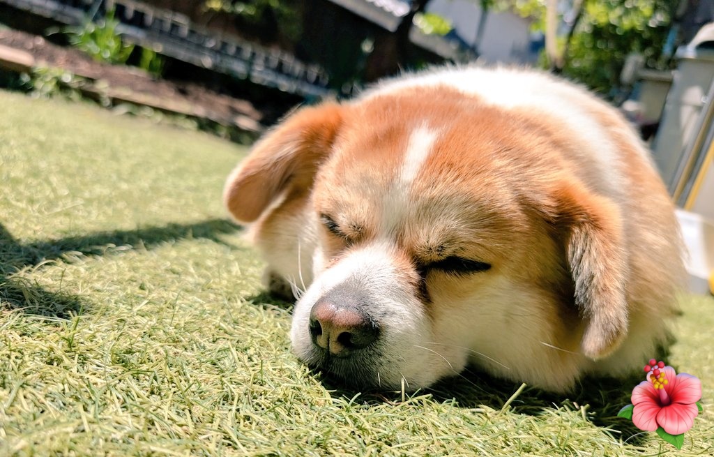 mc_ayumin's tweet photo. みてみて！ローゼル今のところ成功してるの🌺✨️2枚目はまだ種がついてるよ🌿✨️✨️なんか感動〜🥹💕 https://t.co/xvPbbUS34k