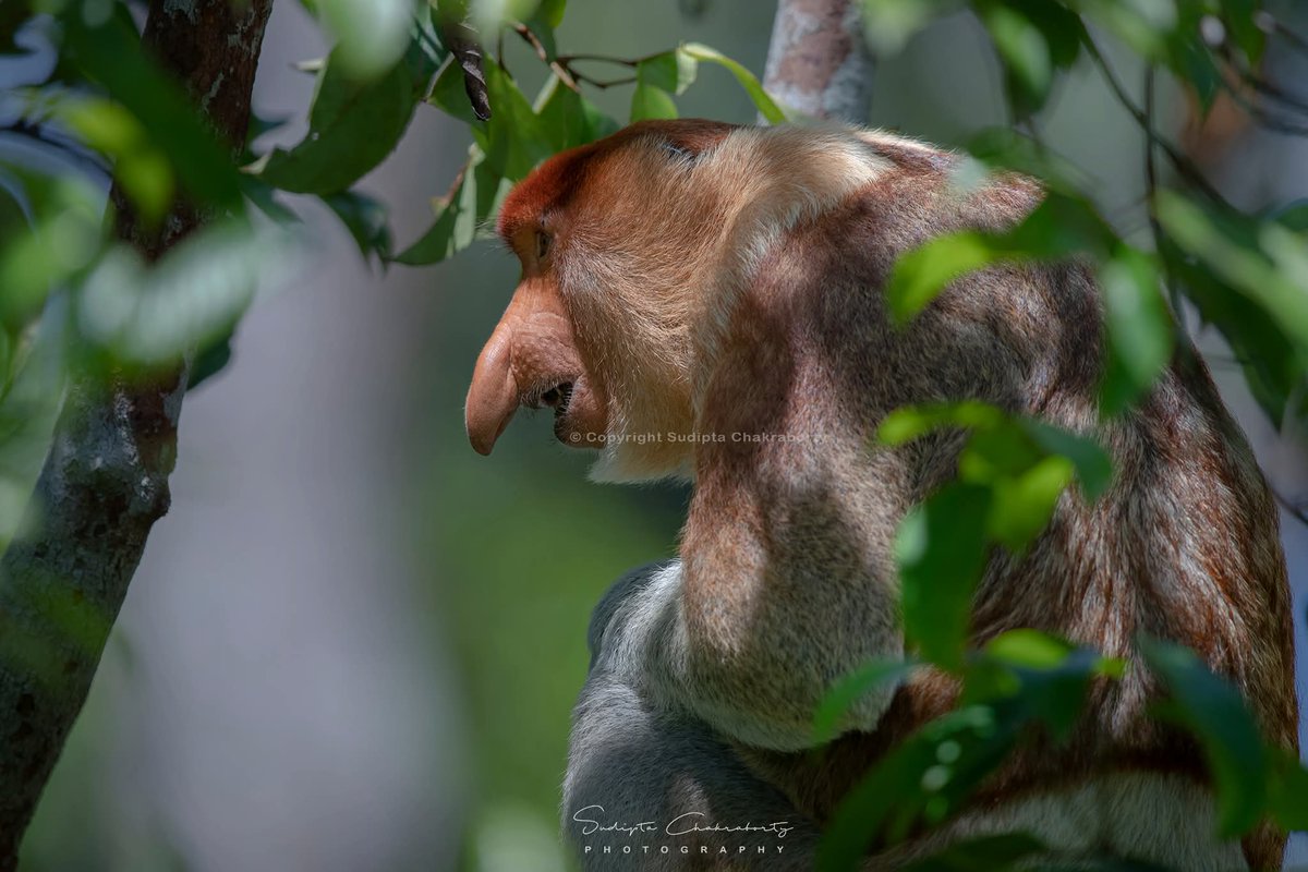 Sudipta Chakraborty Photography tweet media