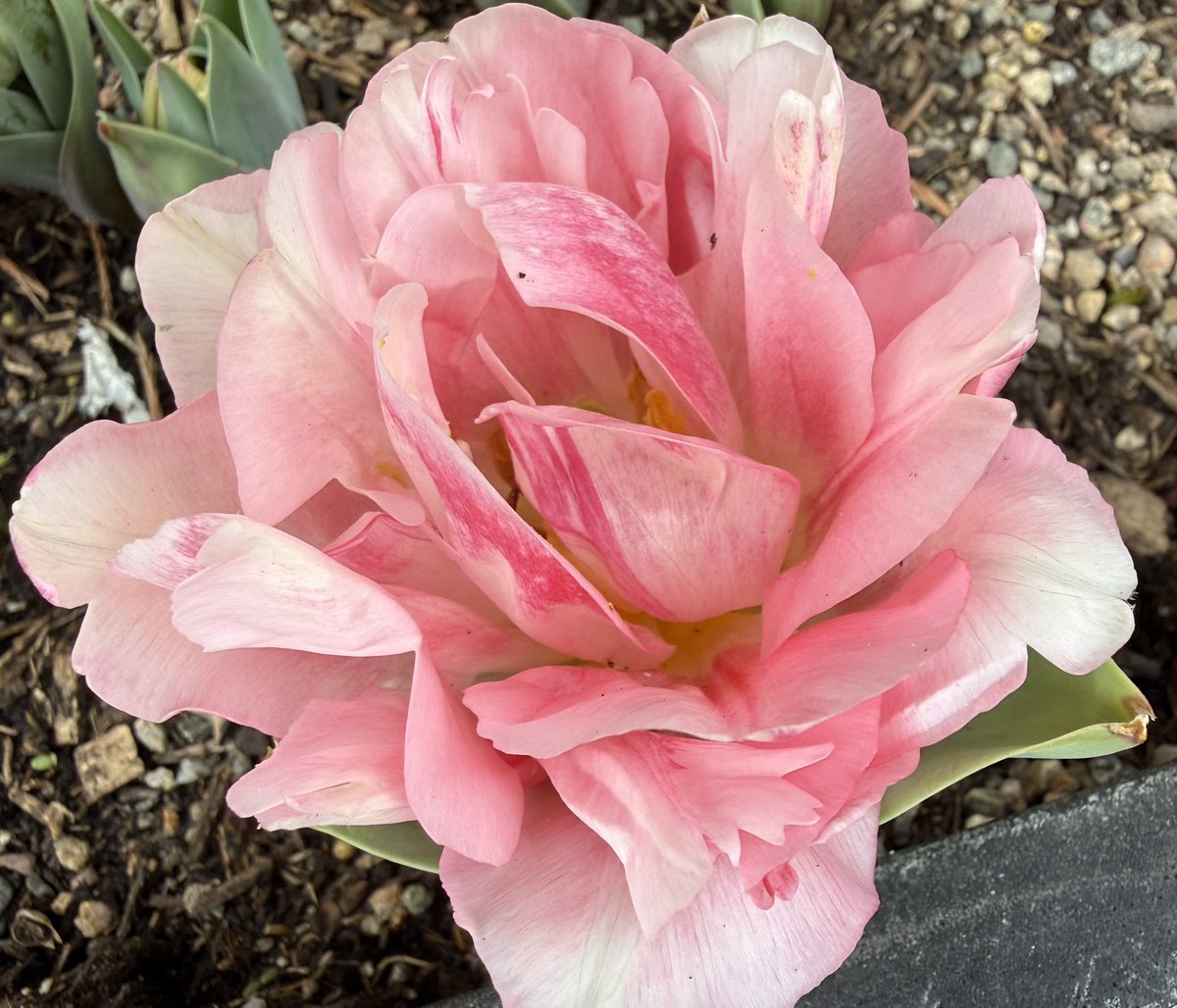 TheresaPengelly's tweet image. Happy Sunday from #mygarden yesterday 
#flowerphotography