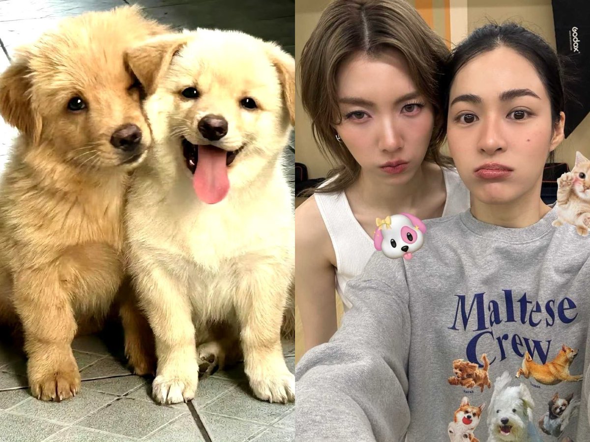 LingOrm - Trạm Vsub tweet media