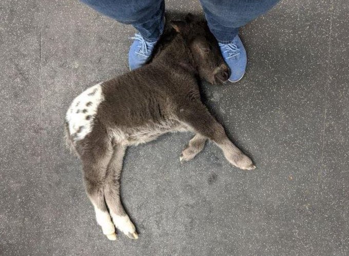 Mélania tweet media