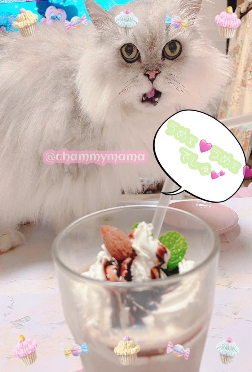 chammymama's tweet photo. 今日の　#caoさんちのおうちスウィーツ　は
うめぇ顔ラテ🤣☕💕（正式名称：ちゃみぃﾐ^•ω•^ﾐスペシャルラテ）と、アーモンドクッキー🍪。ちゃみぃの顔、ジワる〜🤣ちゃみぃは自分のおやつを食べ終わってご満足な瞬間を激写しました。チョコもホイップも私とぱぱのお腹の中ですのでご心配なく😊 https://t.co/deSRvft0hw