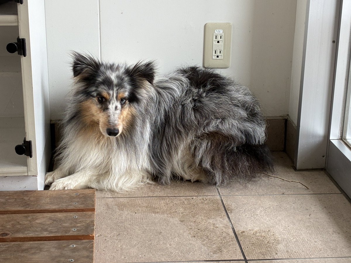 ポメラニアン　くぅ tweet media