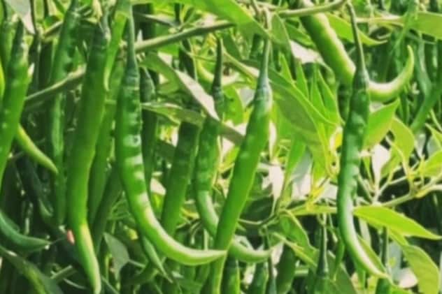 NDTVMPCG's tweet image. हरी मिर्च ने बदल दी किस्मत, शिवपुरी के किसान 300 बीघा में उगा रहे, यहीं गांव की पहचान mpcg.ndtv.in/madhya-pradesh…
#mpnews