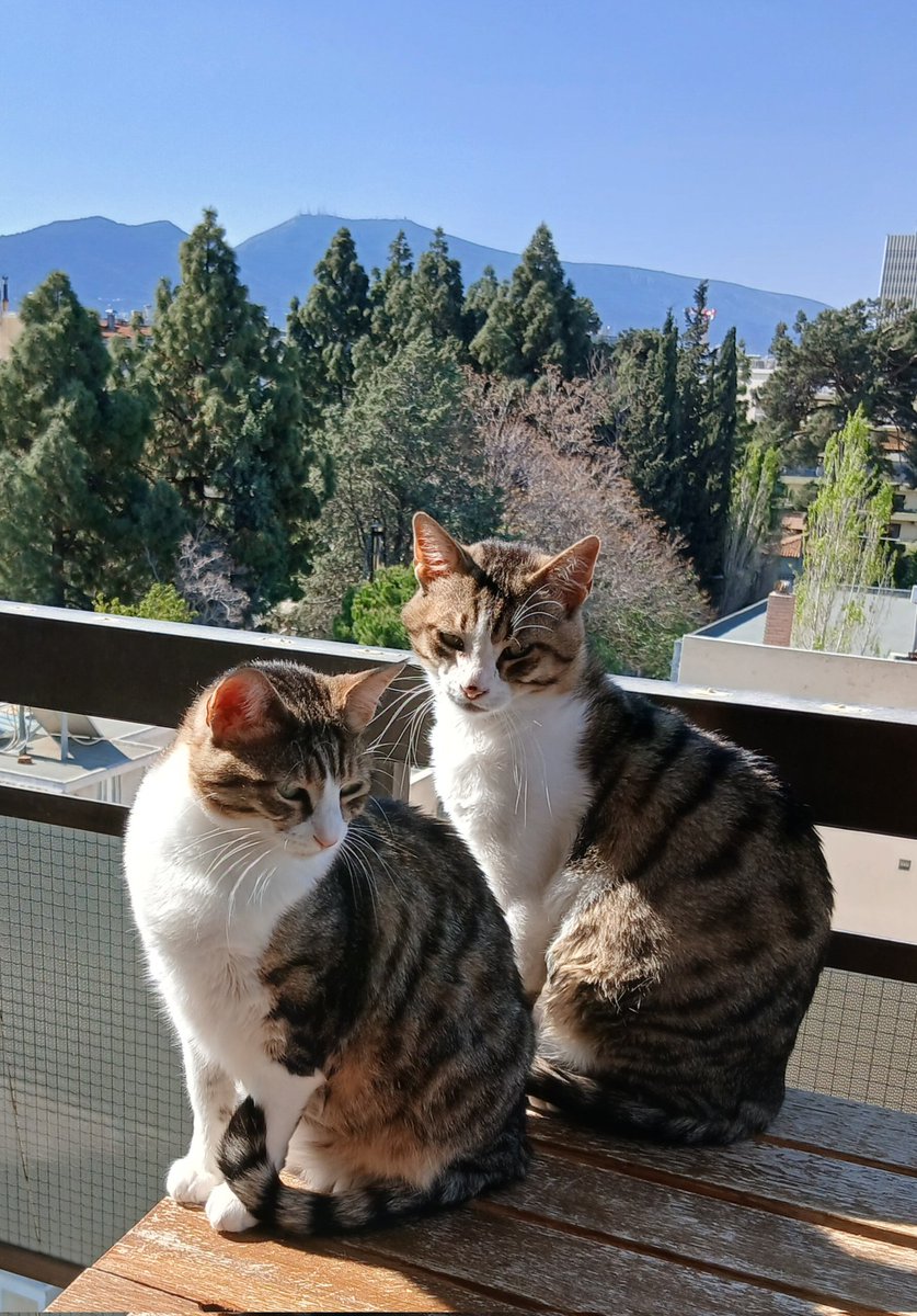 BelinakiD's tweet image. Basking in the sun.
#Sunday #sunshine #cats #sunbathing #warmth #comfort #clearbluesky #GreekCats
my 📸
