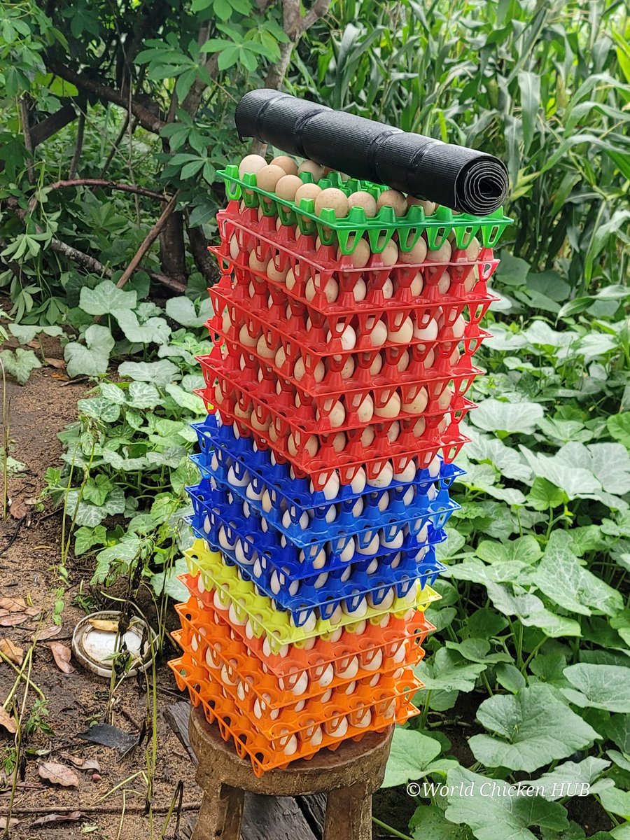 WorldChicken HUB tweet media