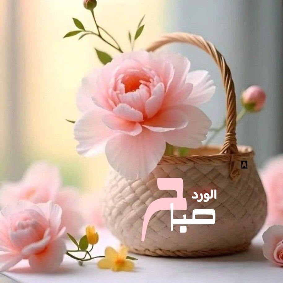 ⚘✿ زهرة التوليب ✿⚘ tweet media