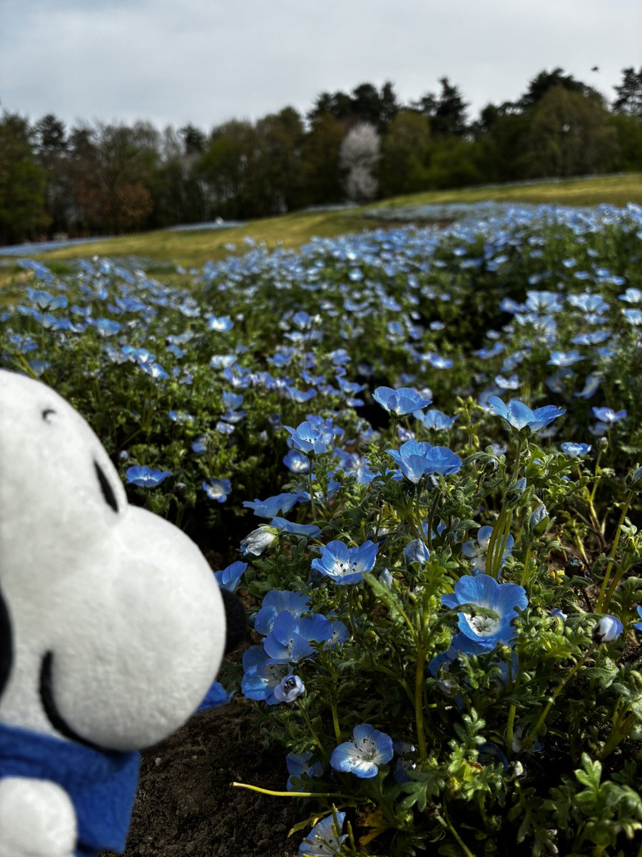 astronomy0611's tweet photo. 人生初ネモフィラ
青い！
#国営アルプスあづみの公園 https://t.co/RIKkHePgAz
