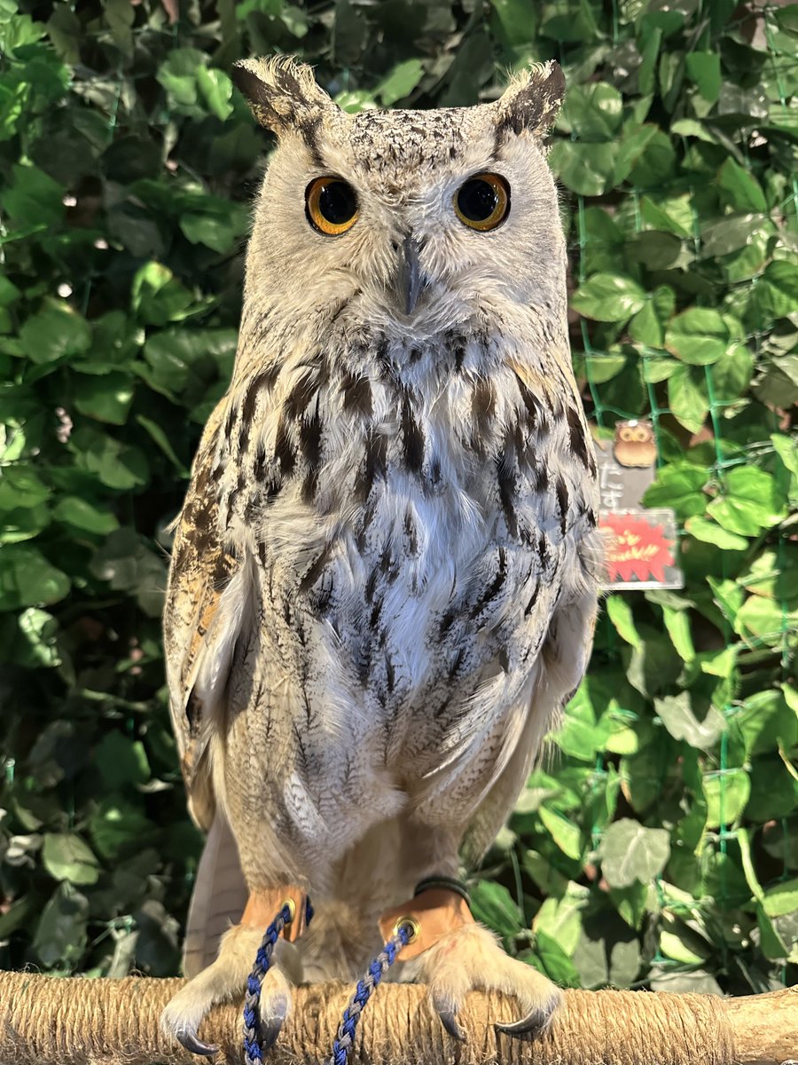 owlcafe_rakuen's tweet image. 爪と嘴カット&amp;amp;足革交換の
メンテナンスのご利用で
シベリアワシミミズクのふーちゃんが

ご利用ありがとうございます🙇🏻‍♂️

#フクロウカフェ
#フクロウ
#ペット