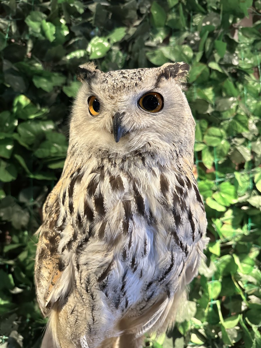owlcafe_rakuen's tweet image. 爪と嘴カット&amp;amp;足革交換の
メンテナンスのご利用で
シベリアワシミミズクのふーちゃんが

ご利用ありがとうございます🙇🏻‍♂️

#フクロウカフェ
#フクロウ
#ペット